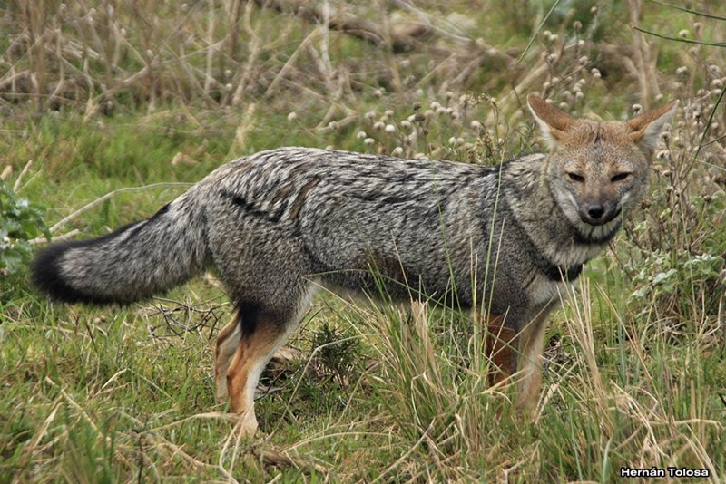 Native Wildlife of the San Luis Sierras: A Spotting Guide